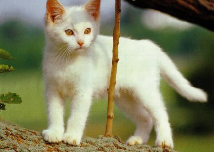 On a log - white, cute, log, kitten