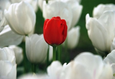 ~•✿• Unique Beauty •✿•~ - unique, forever, beauty, spring, love, flowers, fresh, tulips, white, nature, red, green, garden