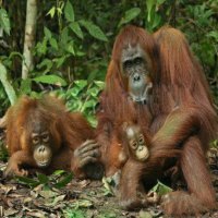 Chimp Family Resting after lunch