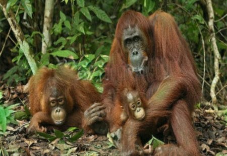 Chimp Family Resting after lunch - lunch, forest, family, animals, chimpanzee