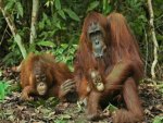 Chimp Family Resting after lunch