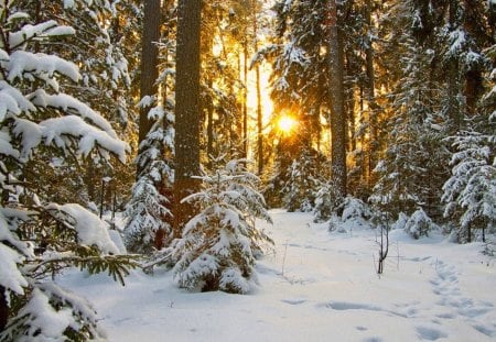 Winter - winter, nature, sunset, forest