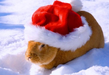 Some bunny is ready for Christmas - winter, bunny, christmas, snow, cold, santa hat