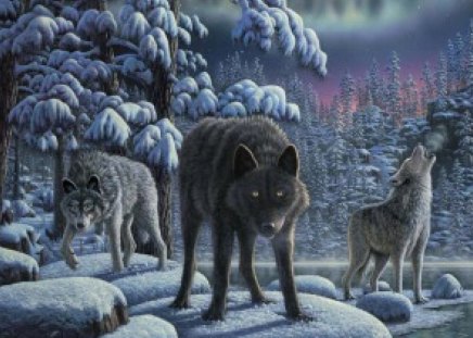 Wolves - wolves, forest, animals, snow, winter