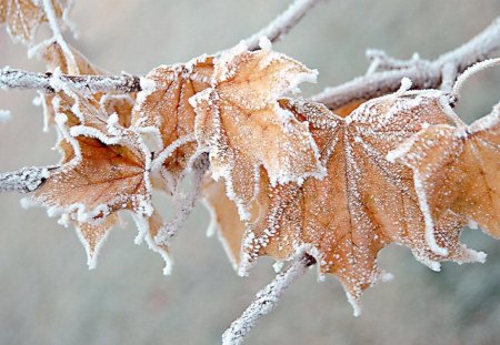 Frozen Leaves - frozen, winter, cold, snow, forest, leaves