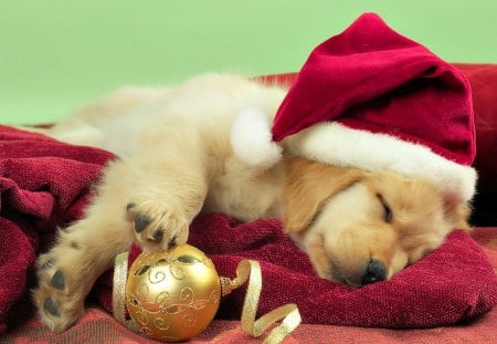 Christmas dog - pretty, red ball, magic, christmas eve, christmas balls, red balls, bells, bell, christmas decorations, golden balls, holiday, decorations, xmas, merry christmas, ball, beauty, christmas gifts, new year, gift, bow, happy holidays, christmas bells, christmas ball, golden ball, holidays, stars, magic christmas, ribbon, box, golden, christmas gift, decoration, happy new year, balls, beautiful, photography, christmas decoration, lovely, christmas, christmas bell