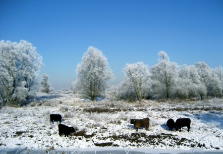 ***   Winter  *** - trees, winter, blue, snow, tree, nature, cold, sky, animals