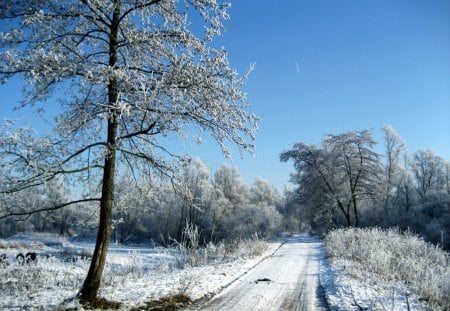 ***   Winter   *** - sky, trees, winter, road, nature, snow, blue, beautiful, tree