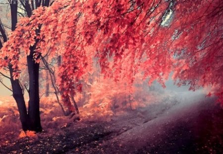 AUTUMN in PINK - art, autumn, forest, path