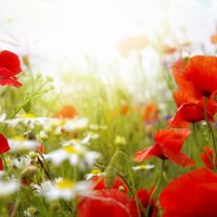 *** Flowers on meadow ***