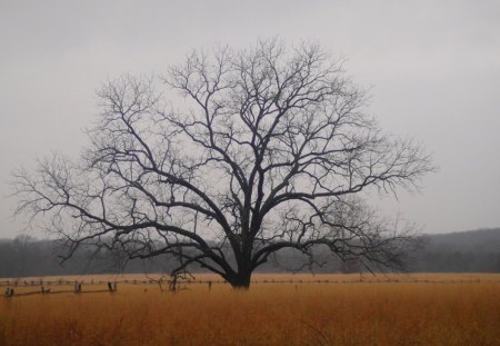 Silent but bold - fall, alone, nature, tree