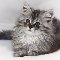 Grey Cat