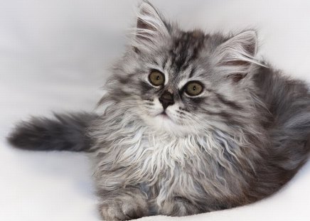 Grey Cat - cute, grey, picture, cat