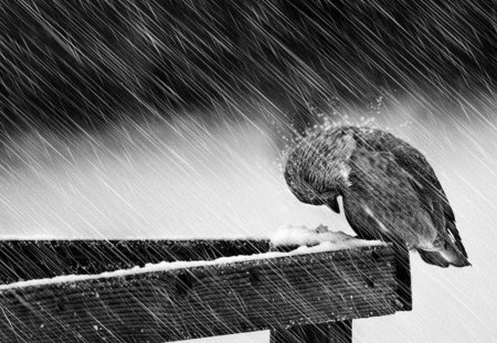 Riding the storm - heavy rain, winter, bird, cold