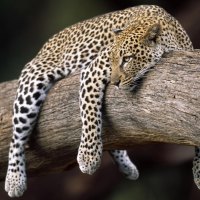 Leopard in Tree