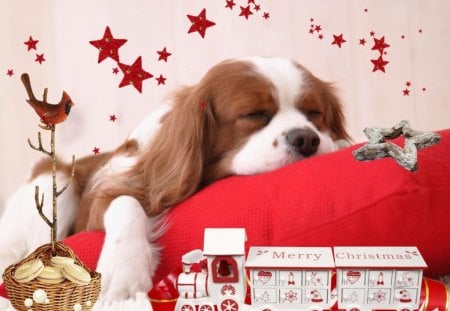 Sweet Dreams - christmas, winter, dog, puppy, dreams