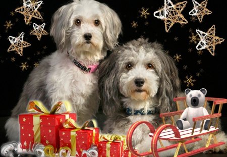 Sweet Puppies - xmas, dogs, winter, christmas, puppies