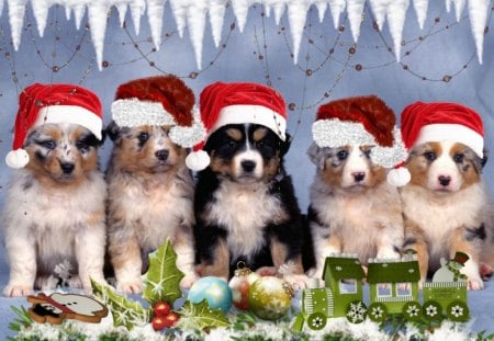 Little Dogs - christmas, winter, dogs, xmas, puppies