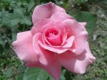 Pink Rose