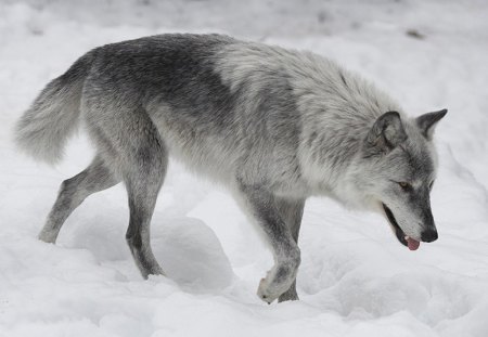 The Wolf - wolves, white, lone wolf, timber, lobo, wild animal black, majestic, wallpaper, quotes, nature, wolf, snow, canine, arctic, solitude, howling, howl, wolf pack, wolf wallpaper, wisdom beautiful, black, grey wolf, pack, spirit, grey, dog, mythical, canis lupus, winter, abstract, wolfrunning, friendship, the pack