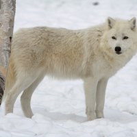 Arctic wolf