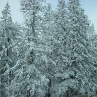 Christmas trees in the nature