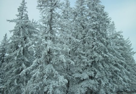 Christmas trees in the nature - white, winter, photography, trees, snow