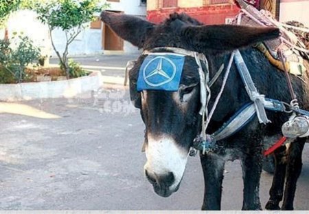 Pakistani mercedes - pakistani, car, benz, animal, mercedes