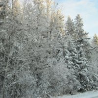 Winter in Alberta 05