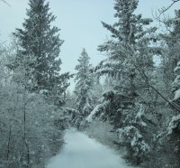 Winter in Alberta 07