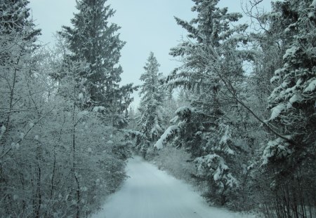 Winter in Alberta 07 - white, sky, trees, frost, snow, blue, photography, winter