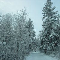 Winter in Alberta 08