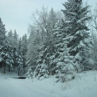 Winter in Alberta 09