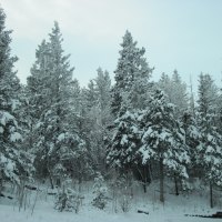 winter in Alberta 10