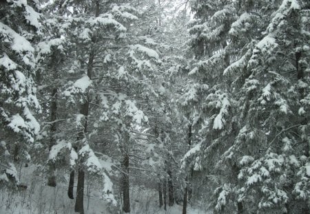 Winter in Alberta 11 - trees, white, winter, blue, photography, frost, sky