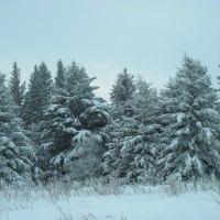 Winter in Alberta 16