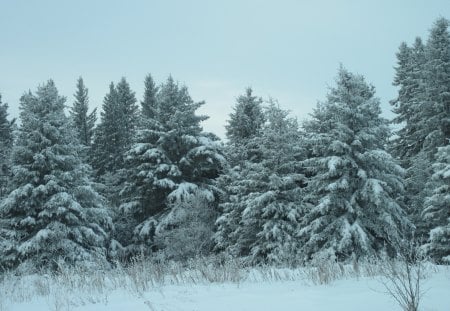 Winter in Alberta 16 - trees, white, winter, blue, photography, frost, sky