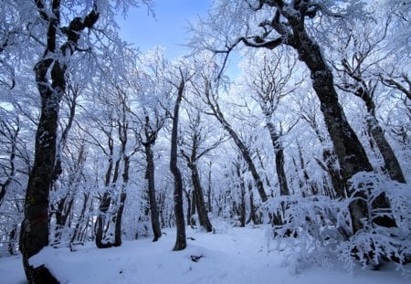 Winter - winter, nature, forest, trees