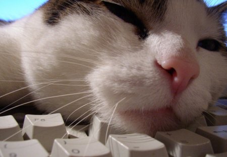 Computer cat - pretty, cat face, paws, kitten, cats, face, sleeping, hat, beautiful, beauty, lovely, sweet, cat, computer, cute, animals, kitty