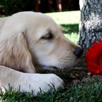 Dog and flower