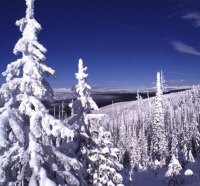 snow covered trees