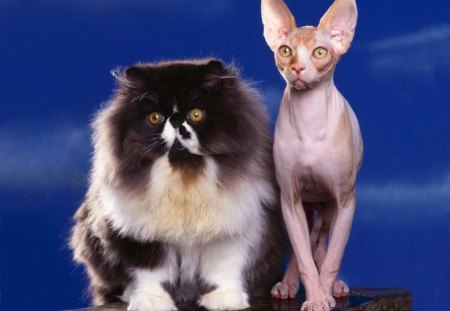 The Odd Couple, Persian and Sphynx - persian, odd, the, couple, sphynx