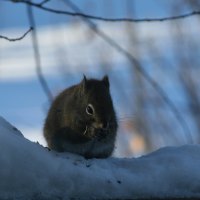 Squirrel in Winter