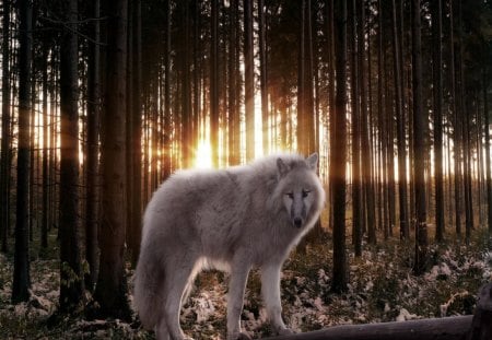 The Beauty Of Me - dogs, wolf, woods, animals