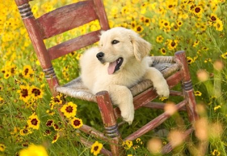 Happy Puppy - smile, cute, dog, puppy, chair