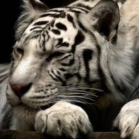 White Tiger