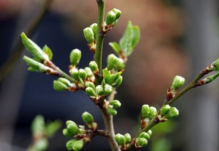 I fiori di Brosso - boccioli, di pero, 2, di fiori