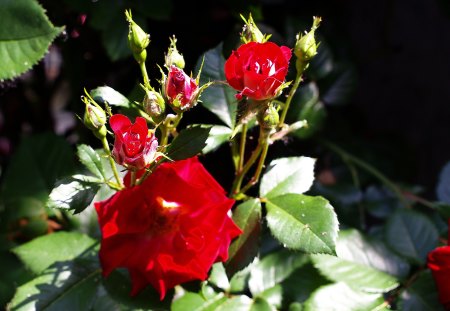 I fiori di Brosso - una, di rose, generazioni, 2, di fioritura