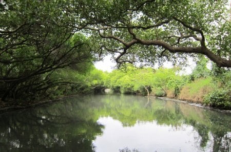 Mangrove forests waterways - beautiful, trip, mangrove forests, waterways, by boat