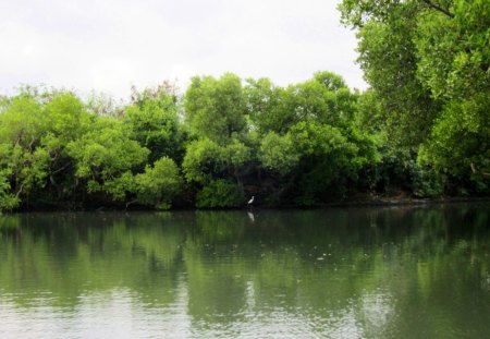 Snowy Egret in the Mangrove forests waterways - snowy egret, tour, mangrove forests, waterways